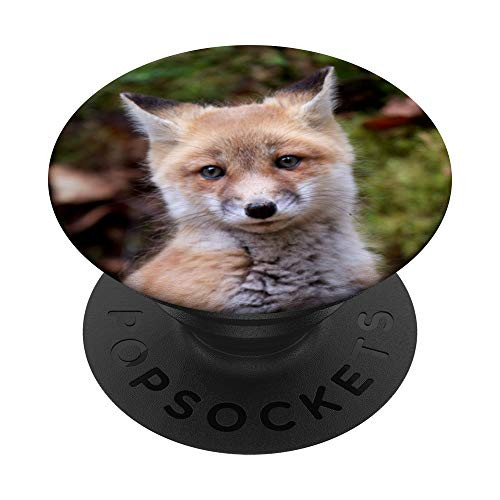 Red Fox Kit PopSockets PopGrip  Swappable Grip for Phones   Tablets
