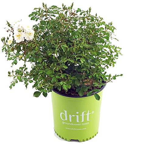 Drift Roses - Rosa White Drift   (Rose) Rose, double white flowers, #2 - Size Container