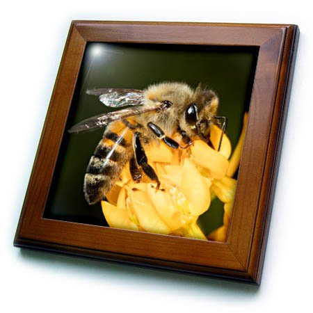 3dRose USA, California. Honey Bee on Flower. 6 by 6 Inches Decorative, 8x8 Framed Tile, Clear