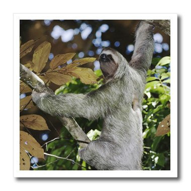 3dRose ht846301 Brown-Throated Three-Toed Sloth  Wildlife - Rolf Nussbaumer - Iron on Heat Transfer for White Material  8 by 8-Inch
