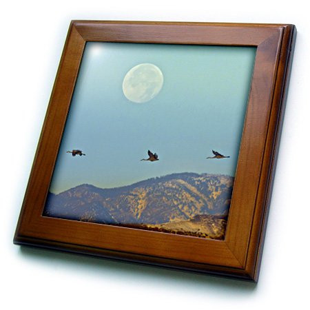 3dRose ft_145155_1 USA  New Mexico, Sandhill Crane Birds Flying-Us32 Bjy0008-Jaynes Gallery-Framed Tile, 8 by 8-Inch