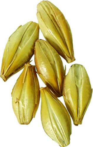Malt - Caramel 40L - 5 lb