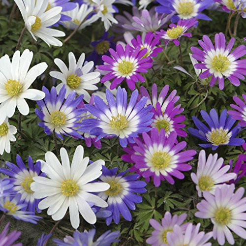 Van Zyverden Wind Flowers Anemone Blanda Mixed Set of 25 Bulbs