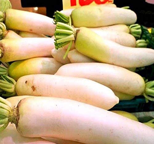 1 lb 29 000 Seeds Japanese Daikon - Daikon Radish Seeds - Japanese Radish - Non-GMO Seeds by MySeeds-Co 1 lb Japanese Daicon