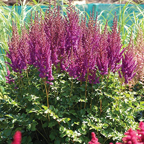 Van Zyverden 88340 Astilbe BlackBerry Cake Set of 3 Roots Dormant Flower Bulbs  Dark Rose