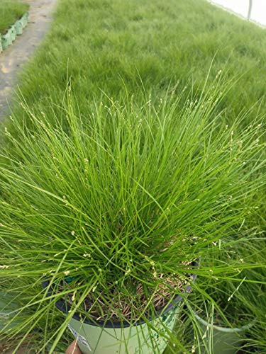 American Beauties Native Plants - Carex appalachica Appalachian Sedge Grass  green foliage   1 - Size Container