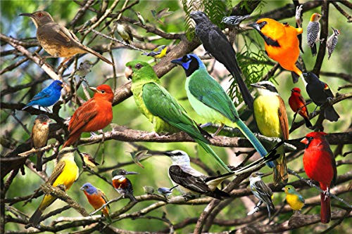 Jigsaw Puzzles for Adults 500 Piece Great View for Birds 500 Pieces Puzzle for Toy Family Game Gifts Jigsaw Puzzles for Adults 500 Piece Great View for Birds 500 Pieces Puzzle for Toy Family Game Gifts