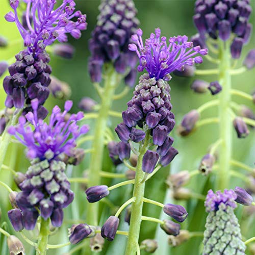 Van Zyverden 87076 Grape Hyacinths Comosum Set of 25 Dormant Flower Bulbs  Lavendar