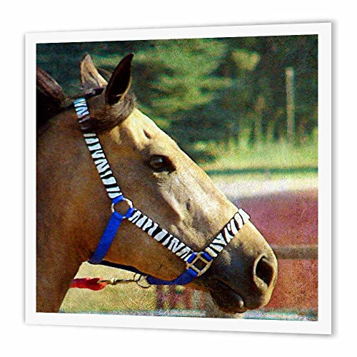 3dRose ht1082813 Buckskin with A Zebra Stripe Halter Digital Art by Angelandspot-Iron on Heat Transfer for Material  10 by 10-Inch  White