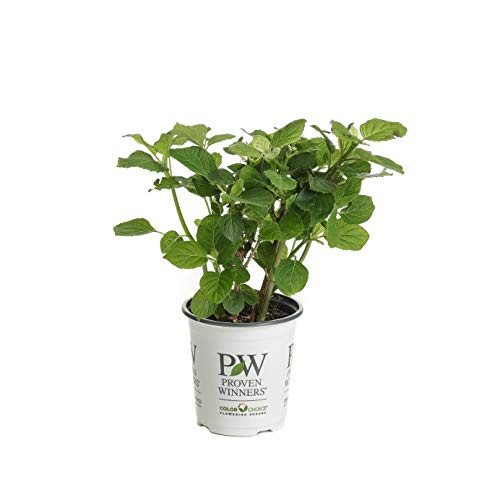 4-5 in- qt- Incrediball Blush Smooth Hydrangea  Live Shrub  Light Pink Flowers