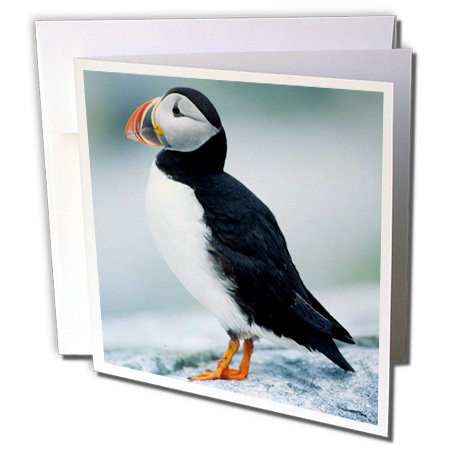 3dRose Atlantic Puffin  Fratercula Arctica  Machias Seal Island  Maine - Greeting Cards  6  x 6   Set of 6 gc2510791
