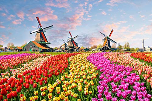 Jigsaw Puzzles for Adults 500 Piece Great View Puzzle Tulips and Windmill Netherlands Games Toys and Gifts for Kids Family Partners Jigsaw Puzzles for Adults 500 Piece Great View Puzzle Tulips and Windmill Netherlands Games Toys and Gifts for Kids Family Partners
