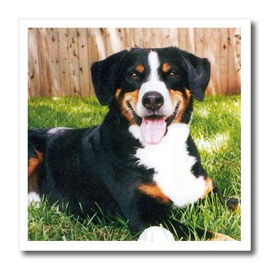 3dRose ht2403 Appenzeller Mountain Dog Iron on Heat Transfer for White Material  10 by 10-Inch