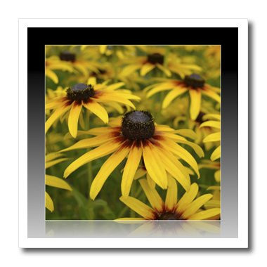3dRose ht338453 Framed Reflections Black Eyed Susan Flowers-Photography-Iron on Heat Transfer for White Material  10 by 10-Inch