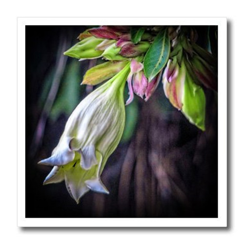 3dRose ht1275013 Hanging Flower Iron on Heat Transfer for White Material 10 by 10-Inch 3dRose ht1275013 Hanging Flower Iron on Heat Transfer for White Material 10 by 10-Inch