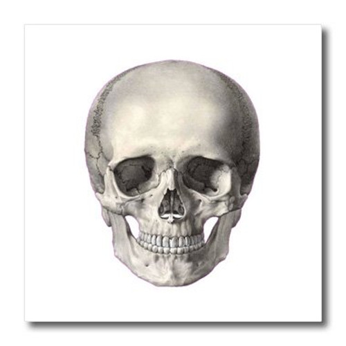3dRose ht290313 Skull in Positive-Iron on Heat Transfer for White Material 10 by 10-Inch 3dRose ht290313 Skull in Positive-Iron on Heat Transfer for White Material 10 by 10-Inch