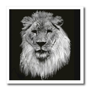 3dRose ht361313 African Lion Full Head Painting in Black and White-Iron on Heat Transfer for White Material  10 by 10-Inch