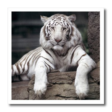3dRose ht886413 White Tiger at The Sacramento Zoo  California - Tananarive Aubert - Iron on Heat Transfer for White Material  10 by 10-Inch
