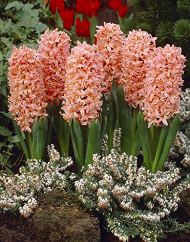Van Zyverden 87052 Coral Set of 10 Bulbs Hyacinths 2019 Color of The Year Living  15-16 cm
