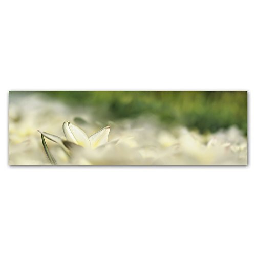 Trademark Fine Art White Tulip Scape by Cora Niele, 6x19-Inch Canvas Wall Art Trademark Fine Art White Tulip Scape by Cora Niele, 6x19-Inch Canvas Wall Art