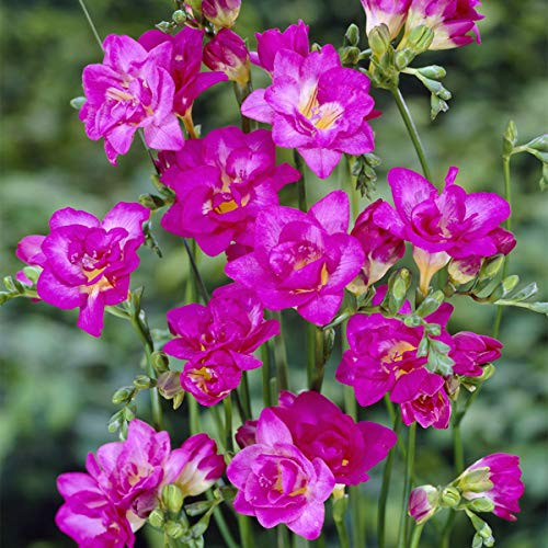 Van Zyverden 88256 Freesias Double Blooming Pink Set of 25 Dormant Flower Bulbs