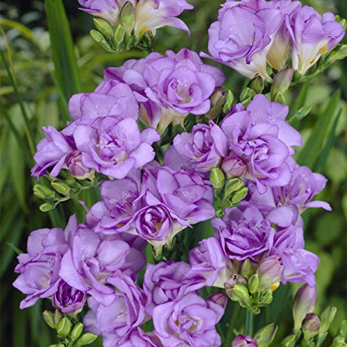 Van Zyverden 88252 Freesias Double Blooming Set of 25 Dormant Flower Bulbs  Bluish Lavender