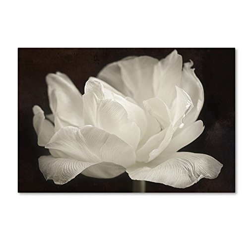 Trademark Fine Art White Tulip III by Cora Niele, 16x24-Inch Canvas Wall Art Trademark Fine Art White Tulip III by Cora Niele, 16x24-Inch Canvas Wall Art