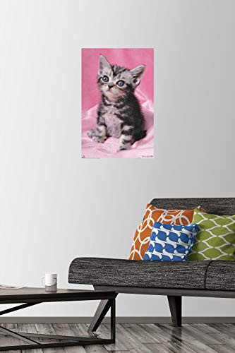 Keith Kimberlin - Kitten - Cute Wall Poster with Push Pins