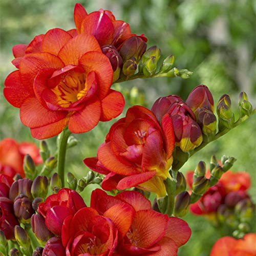 Van Zyverden 88253 Freesias Double Blooming Red Set of 25 Dormant Flower Bulbs