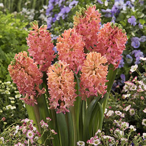 Van Zyverden 87058 Hyacinths Sweet Invitation Set of 10 Dormant Flower Bulbs Coral Pink Van Zyverden 87058 Hyacinths Sweet Invitation Set of 10 Dormant Flower Bulbs Coral Pink