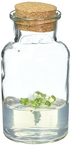 Venus Flytrap  5  Tall Bulb  Fly Trap Carnivorous Plant  a Fun   Live Gift!
