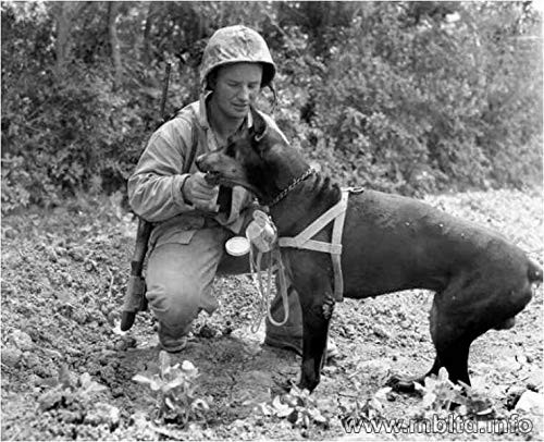 Master Box  35155 Dogs in Service in The US Marine Corps - World War II Era Series Figure Plastic Model Kit 1-35 Scale