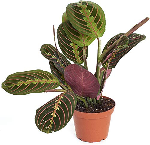 Shop Succulents   Standing Collection   Hand Selected  Air Purifying Live Maranta Red Prayer Indoor House Plant in 4  Grow Pot  Single