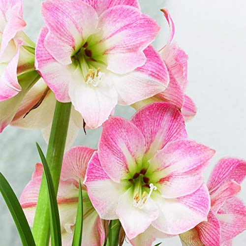 Van Zyverden 87304 Boxed Gift Kit Amaryllis Apple Blossom Dormant Flower Bulbs  Red