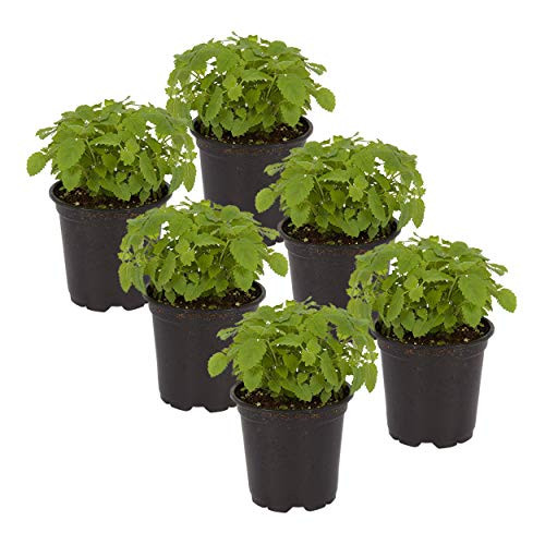 The Three Company Live 4  Lemon Balm 6 Per Pack Aromatic and Edible Herb  Natural Stress Reliever