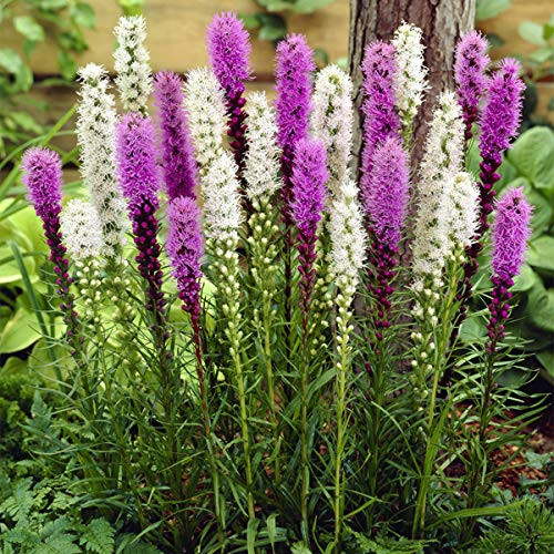 VAN ZYVERDEN 88341 Astilbe Top Choice Cake Mixture Set of 5 Dormant Flower Bulbs  Mixed