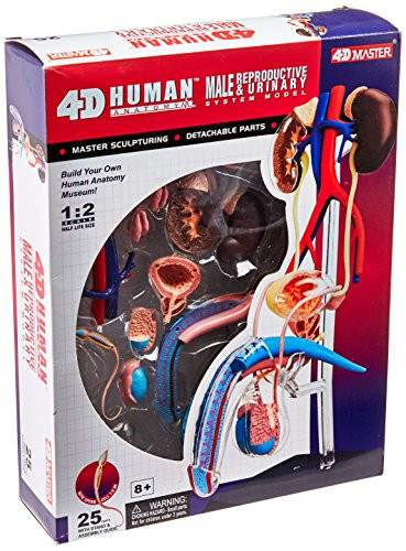 Famemaster 4D-Vision Human Male Reproductive Anatomy Model