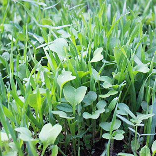 No-Till Garden Farm and Garden Cover Crop Mix Seeds - 5 Lbs - Blend of Gardening Cover Crop Seeds  Hairy Vetch  Daikon Radish  Forage Collards  Triticale  More