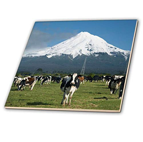 3dRose ct_71760_4 Dairy Cows, Farm Animals, Taranaki, New Zealand AU02 DWA4997 David Wall Ceramic Tile, 12"