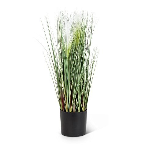 Abbott Collection Feather Grass in Pot (Small)