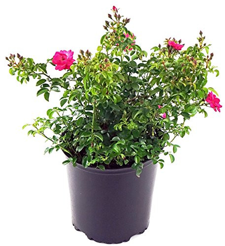 Flower Carpet Roses - Rosa Pink Supreme Rose Rose  semidouble bright pink flowers   2 - Size Container