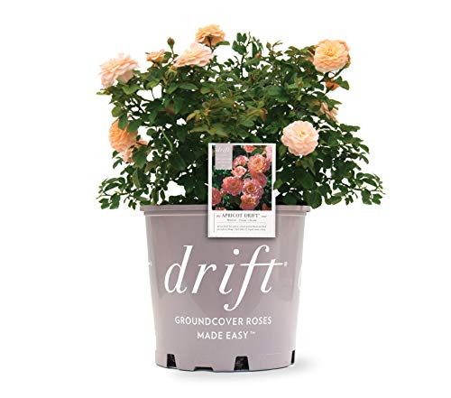 Drift Apricot in 2 Gallon pot Apricot
