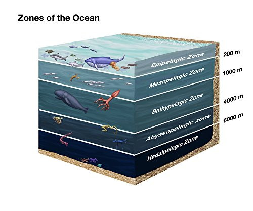 Zones of The Ocean Poster Print by Spencer SuttonScience Source 24 x 18