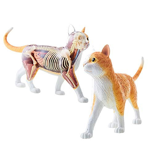4D Vision Orange Tabby Cat Skeleton   Anatomy Model Kit