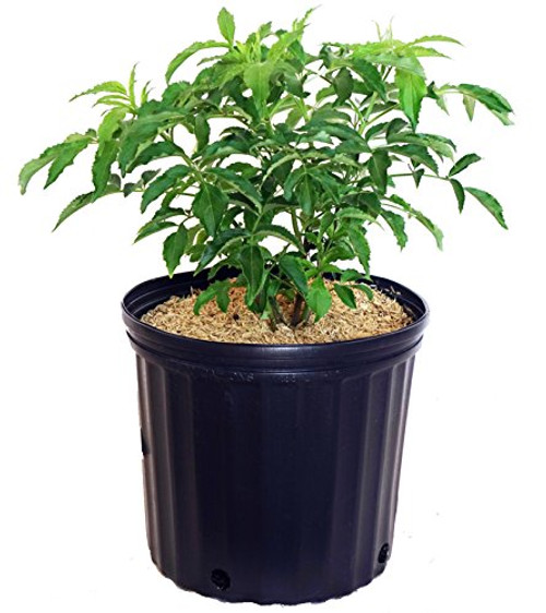 Sambucus canadensis  York  Elderberry Shrub   3 - Size Container