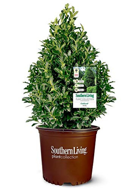 Southern Living Oakland Holly  3 Gal  Green
