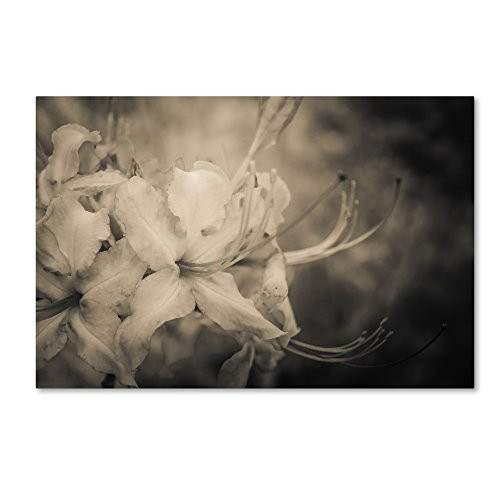 Trademark Fine Art Sepia Aged Rhododendron Blooms by PIPA Fine Art, 12x19-Inch Canvas Wall Art