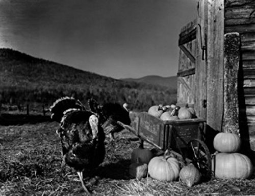 Posterazzi USA turkeys with wheelbarrow and pumpkins Poster Print  18 x 24