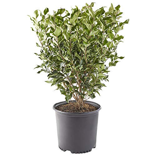 Shrub Recurvifolium Ligustrum 2-25 Gal  Green