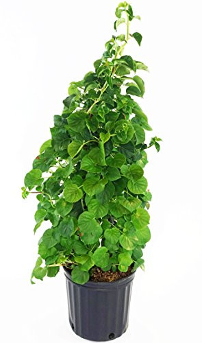 Hydrangea anomala petiolaris Climbing Hydrangea Vine  white lacecap flowers   2 - Size Container